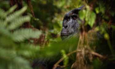 Gorilla Tour