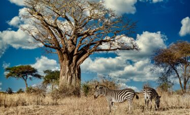 5 Days/4Nightsin Tsavo East,Tsavo west& Amboseli