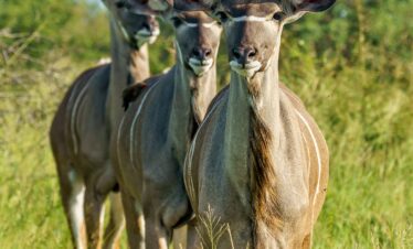 7 Days/6 Nights in Amboseli,lake Naivasha, Maasai Mara