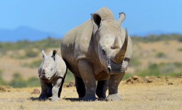 4 Day Private Safari to Masai Mara and Lake Nakuru National Park