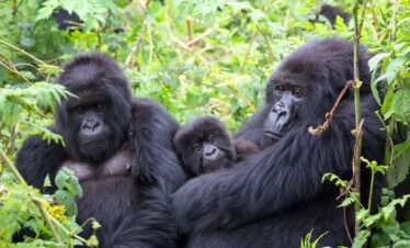 3-Day Group Guided Gorilla Trekking in Uganda